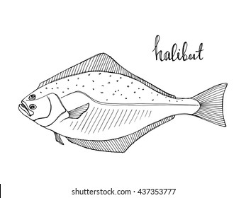 Halibut. Seafood design elements. Seafood / fish menu, poster, label etc. Hand drawn ink sketch illustration. Vector illustration