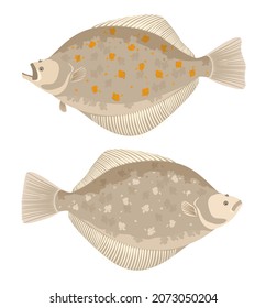 Halibut. Two fish isolated on a white background. Vector illustration in cartoon style.