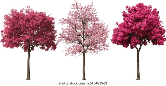 Hall crabapple Malus halliana tree, flowering plant cutout, spring blossom, orchard tree, decorative garden plant, botanical art, vector illustration, nature landscape flora.