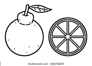 Hallabong. A dicotyledonous plant, a patient-free tree, and mandarin oranges. It is mainly grown in Jeju Island. Vector line art illustrations set.