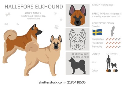 Hallefors elkhound clipart. Different poses, coat colors set.  Vector illustration