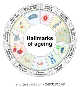 Hallmarks of ageing. Cellular senescence, Telomere and DNA damaged, mitochondrial dysfunction, Chronic inflammation, Stem cell exhaustion. Anti-aging therapy. Anti aging medicine. vector illustration