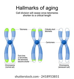 Hallmarks of aging. Chromosomes with Telomeres before and after division of new and senescent cell. Cell division will cease once telomeres shorten to a critical length. Cellular aging. Vector