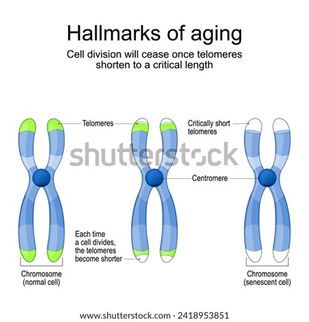 Hallmarks of aging. Chromosomes with Telomeres before and after division of new and senescent cell. Cell division will cease once telomeres shorten to a critical length. Cellular aging. Vector
