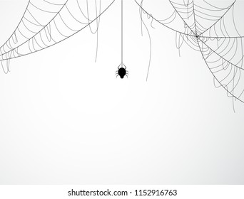 Halloween background design with black spider and torn web