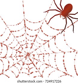 Halloween background. Spiderweb covered in raindrops and a spider on red background. Halloween frame.