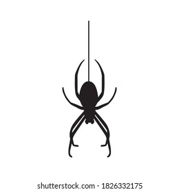 Halloween black vector illustration with a spider hangs on a web isolated on white background. 