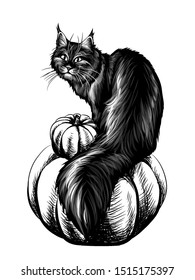 Halloween Cat. Wall sticker. Sketch hand drawn black cat sitting on a pumpkin.