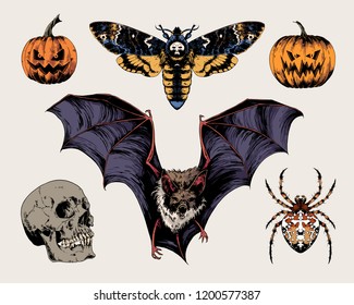 Halloween collection: 2 scary pumpkins, death's-head hawkmoth, skeleton skull, cross spider, big-eared bat. Set of vector hand drawn illustrations.