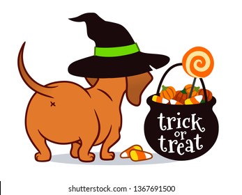 Halloween dachshund puppy dog, in witch's hat with black trick or treat cauldron filled with candy corn, candy pumpkins and lollipops. Funny doxie butt, pet lovers theme vector cartoon illustration.