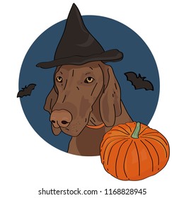 Halloween dog, wearing a witch hat, with a pumpkin and bats. Hungarian vizsla dog