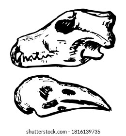 Halloween doodles set. Simple vector hand drawn illustrations. Raven and wolf skull drawings isolated on white. Black contour sketches for horror holiday design, print, card, decor, poster, sticker.