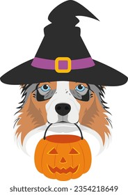 Halloween greeting card. Australian Sheperd dog dressed as a witch with black hat and a pumpkin in the mouth