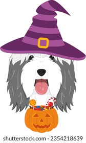 Halloween greeting card. Bearded Collie dog dressed as a witch with purple hat and a pumpkin with candies in the mouth