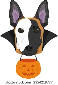 Halloween greeting card. Belgian Sheperd Malinois dog with a white half mask over his face, black cape and a pumpkin in the mouth 