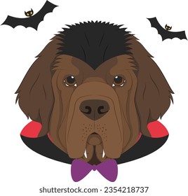Halloween greeting card. Newfoundland dog dressed as a vampire with fangs and cape, and a pair of bats flying around