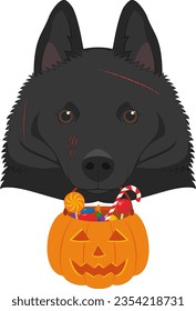 Halloween greeting card. Schipperke dog with several scars over his face and a pumpkin with candies in the mouth