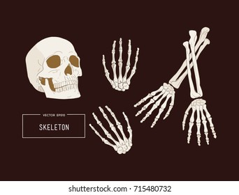 Halloween holiday vector of human skeleton sketch vector.