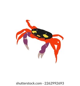 Halloween Moon Crabs, Gecarcinus quadratus, the red land crab, whitespot crab vector design, png image with transparent background