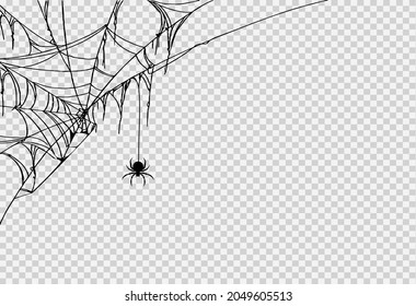 Halloween party background with spider hanging from spiderwebs isolated png or transparent texture,blank space for text,element template for poster,brochures, online advertising,vector illustration 