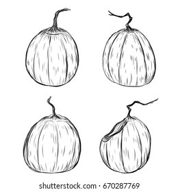 Halloween pumpkin by hand drawing.Halloween pumpkin sketch vector.Set of pumpkin in halloween.Pumpkin paint on white background.