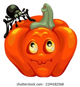 Halloween pumpkin with foolish face 
and the spider sitting on it, without background. Vector cartoon Illustration.