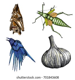 Halloween set and occult magic attributes collection for witchcraft, for cards, decorative elements. Vector.