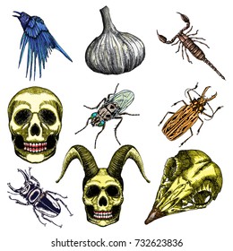 Halloween set and occult magic attributes collection for witchcraft, for cards, decorative elements. Vector.