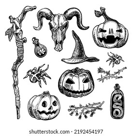Halloween set with pumpkins, spider, hat, goat skull, poisons and herbs. Hand drawn illustration in engraving style.