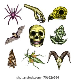 Halloween set. Witchcraft magic, occult attributes, decorative elements for cards. Vector.
