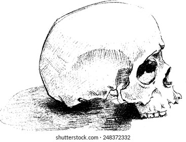 Halloween Skull Human Sketch Vector