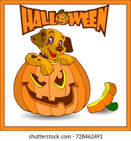 Halloween. A small dog sits in a pumpkin, a cartoon in a frame on a white background.Vector