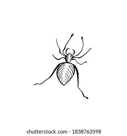 Elemento de doodle de araña de Halloween. Ilustración vectorial aislada del insecto