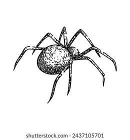 halloween spider hand drawn. web man, vector cobweb, texture spider vector sketch. isolated black illustration