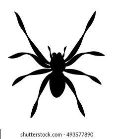 halloween spider vector symbol icon design. Beautiful illustration isolated on white background
