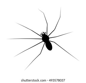 halloween spider vector symbol icon design. Beautiful illustration isolated on white background