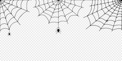 Halloween spider web and spiders isolated on white background. Black spider and torn web. Scary spiderweb of halloween symbol
