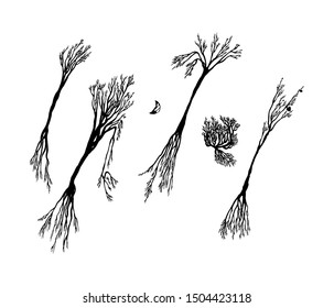 Halloween trees set. Hand drawn design elements. Vector black and white isolated illustration.