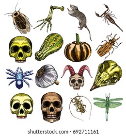 Halloween witchcraft magic set, occult attributes collection, decorative elements for Halloween cards. Human, bird, demon skulls, garlic, skeleton lizard hand, bug, beetle, insect, moth, rat. Vector.