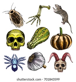 Halloween witchcraft magic set, occult attributes collection, decorative elements for Halloween cards. Cockroach, lizard, skeleton, rat, skull, human, pumpkin, spider, garlic, vampire, demon, Vector.