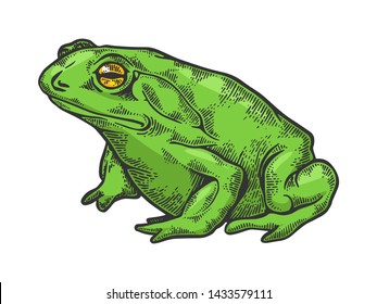 Hallucinogenic frog toad animal color sketch engraving vector illustration. Scratch board style imitation. Black and white hand drawn image.