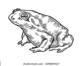 Hallucinogenic toad animal engraving vector illustration. Scratch board style imitation. Black and white hand drawn image.