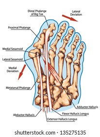 Cervical Spine Structure Vertebral Bones Cervical Stock Illustration ...