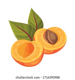 Halved Apricot with Leaves Isolated on White Background Vector Illustration