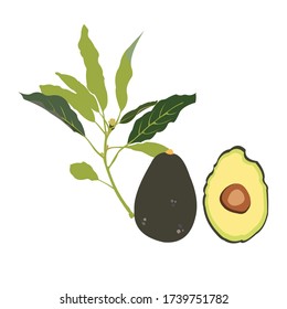 
halbierter Avocado mit Laubholz