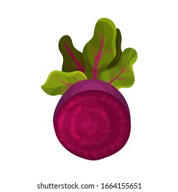 Halved Beet Root with Red Core Vector Illustration