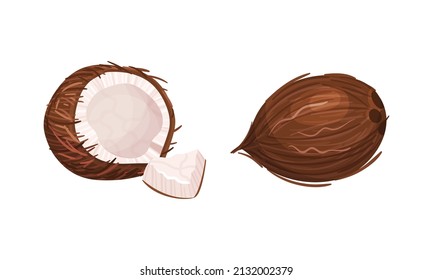 Halved Coconut with Hard Shell and Fibrous Husk Showing White Inner Flesh Vector Set