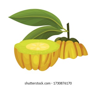 Fruta de Garcinia Cambogia Pareciéndose A Una Pequeña Ilustración Vector De Calabaza Verde