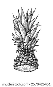 Halved pineapple. Ink sketch of fruit. Hand drawn vector illustration. Retro style.