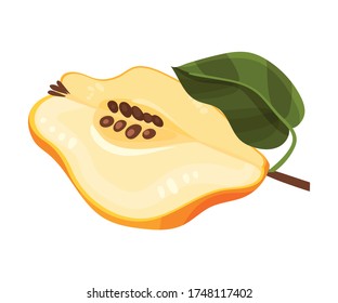 Halved Quince Showing Light Flesh with Seeds Vector Illustration